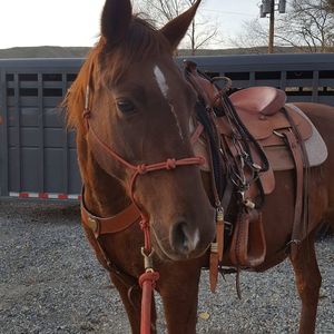 Meet your Posher, Tracy